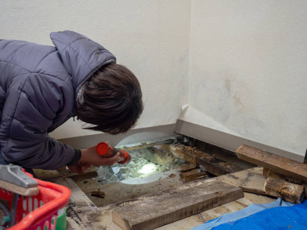 Best Mold Odor Removal Services  in Barberton, WA