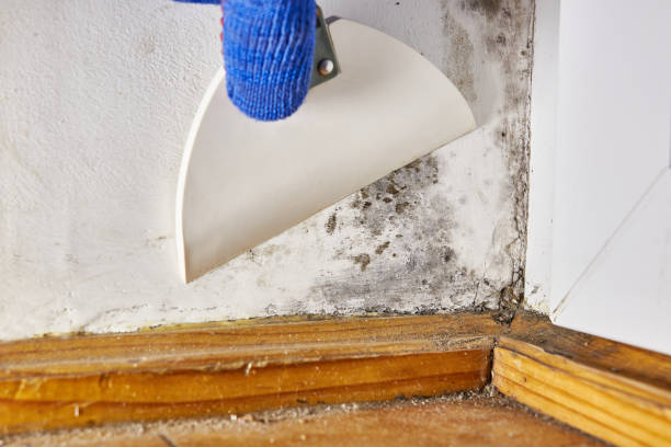 Dehumidification Services in Barberton, WA